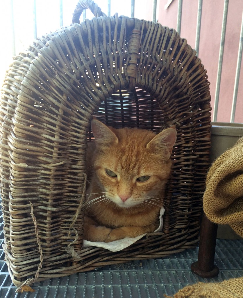 Katze im Katzenkorb