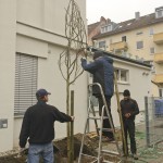 Drei Männer pflanzen einen Baum