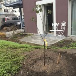 Ein kleiner Baum